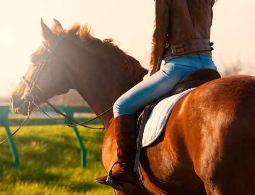 Equine Insurance Services